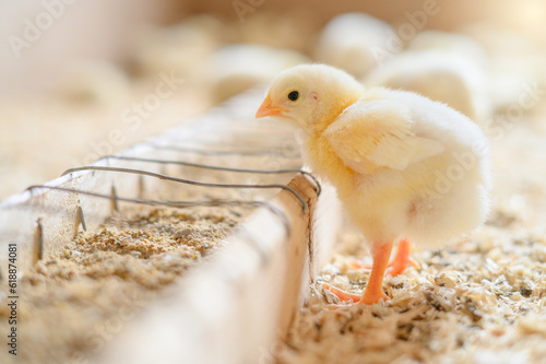 One small chick near the feeder
