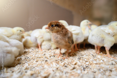 Adorable dark ginger chick surrounded by a group of yellow chicks