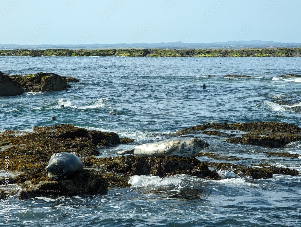 Naklejka premium Two seals bathing on rocks surrounded by sea