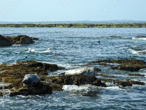 Two seals bathing on rocks surrounded by sea