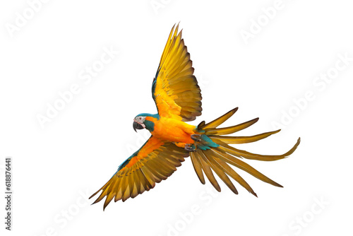 Colorful feathers on the back of macaw parrot isolated on transparent background png file photo