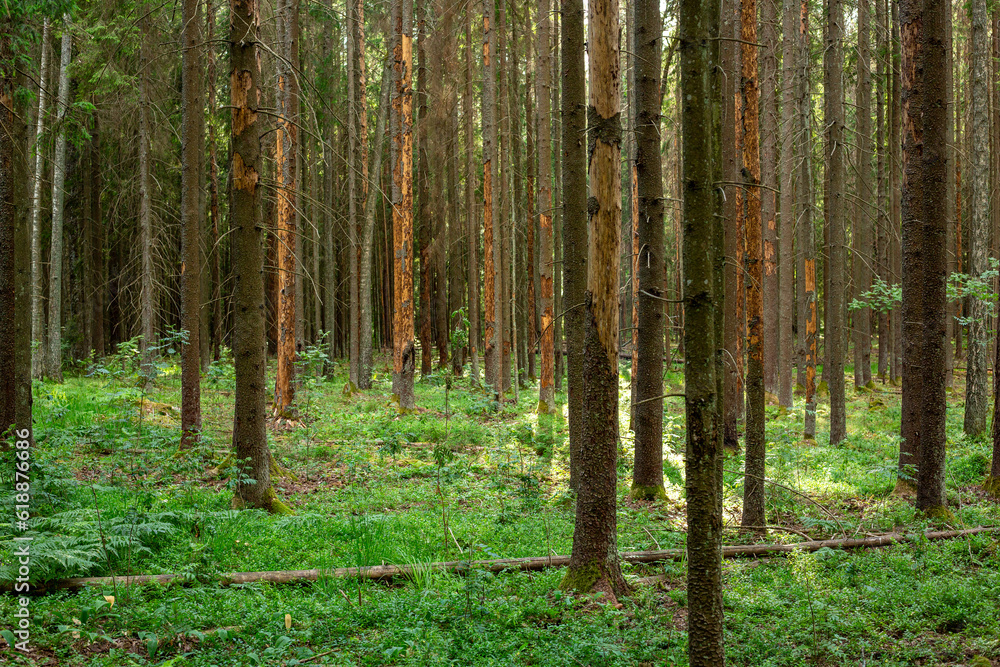Fototapeta premium Spruce forest view damaged by European spruce bark beetle in June in Sigulda in Latvia
