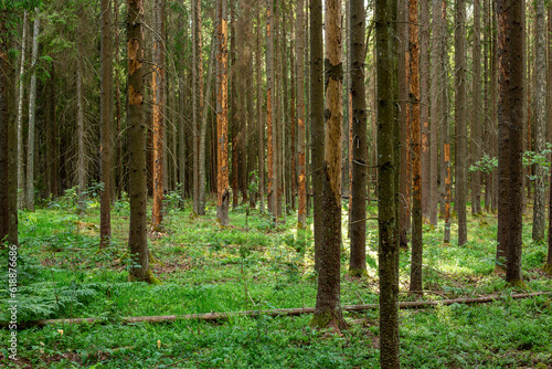 Spruce forest view damaged by European spruce bark beetle in June in Sigulda in Latvia