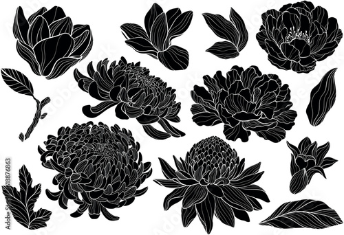 Peony, chrysantea, magnolia, Torch ginger