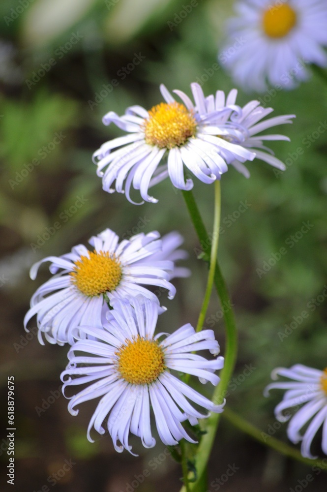 Fototapeta premium daisies in the garden