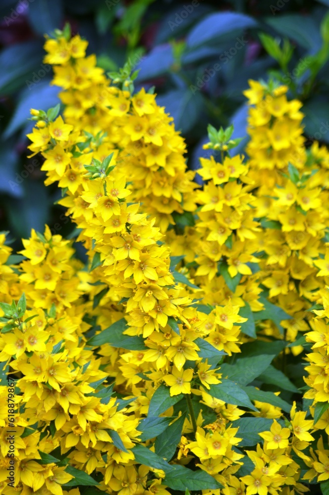 Fototapeta premium yellow flowers in the garden