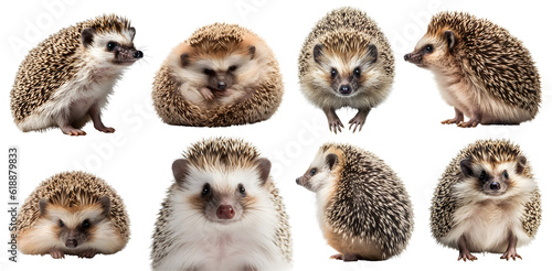 hedgehog, many angles and view portrait side back head shot isolated on transparent background cutout, PNG file