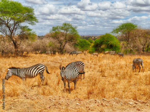 Burchell s Zebra .  Tarangire National Park  Tanzania