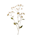 Dried flowers isolated on transparent background