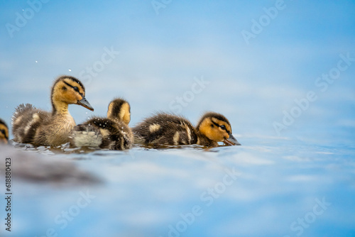 Fotografiet Ducklings Baby Duck Mother and her ducklings