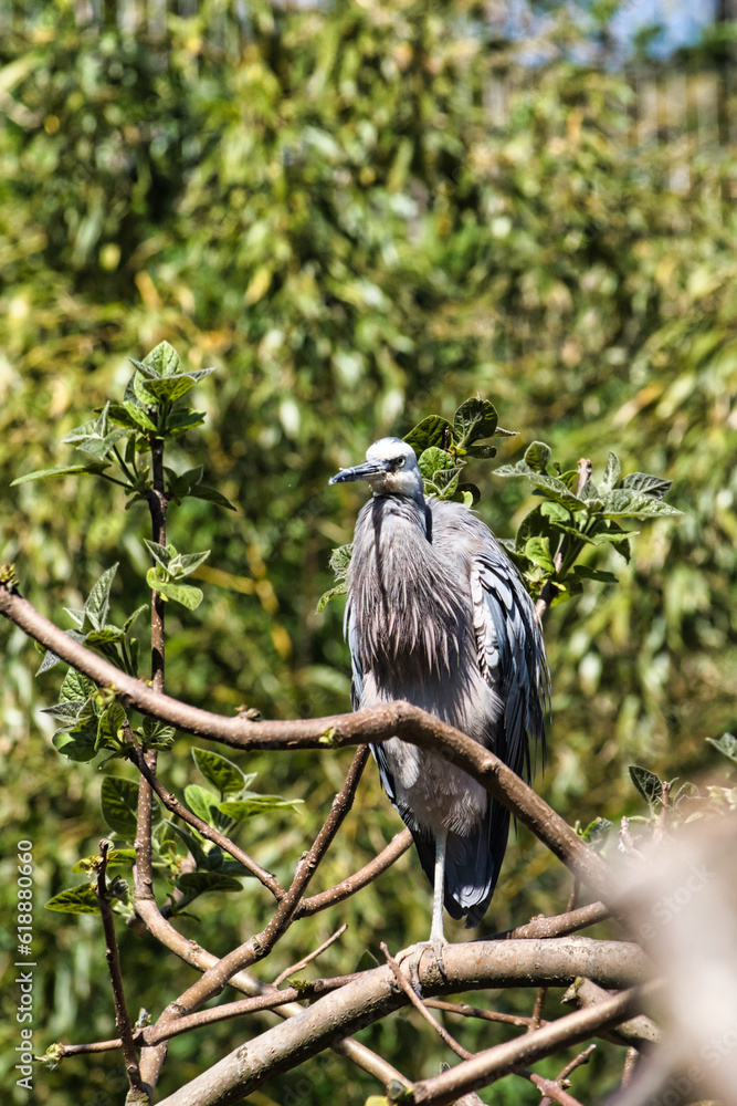 Exotischer Vogel aus Australien, Africa, Ozeanien Exotischer Vogel aus Australien, Africa, Ozeanien