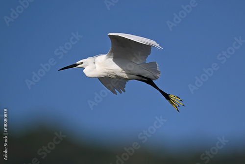 Little egret // Seidenreiher (Egretta garzetta) - Lake Kerkini, Greece photo