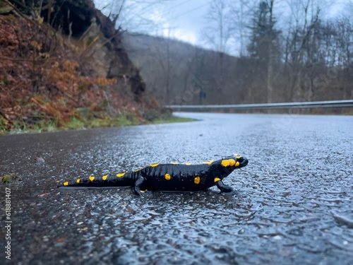 Salamander on the road on a rainy and foggy day