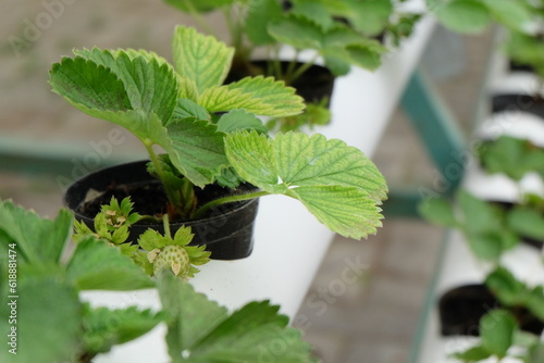 Indoor strawberry garden with hydroponic method