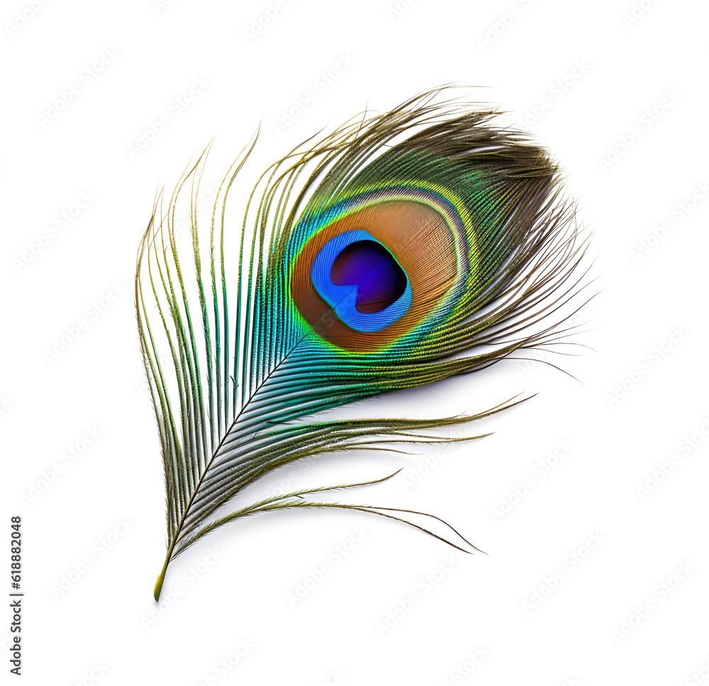 Obraz premium Single peacock feather closeup