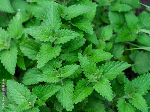 Ταπετσαρία A close up shot of fresh green organic mint bushes in nature