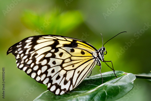 butterfly on leaf © tzuky333