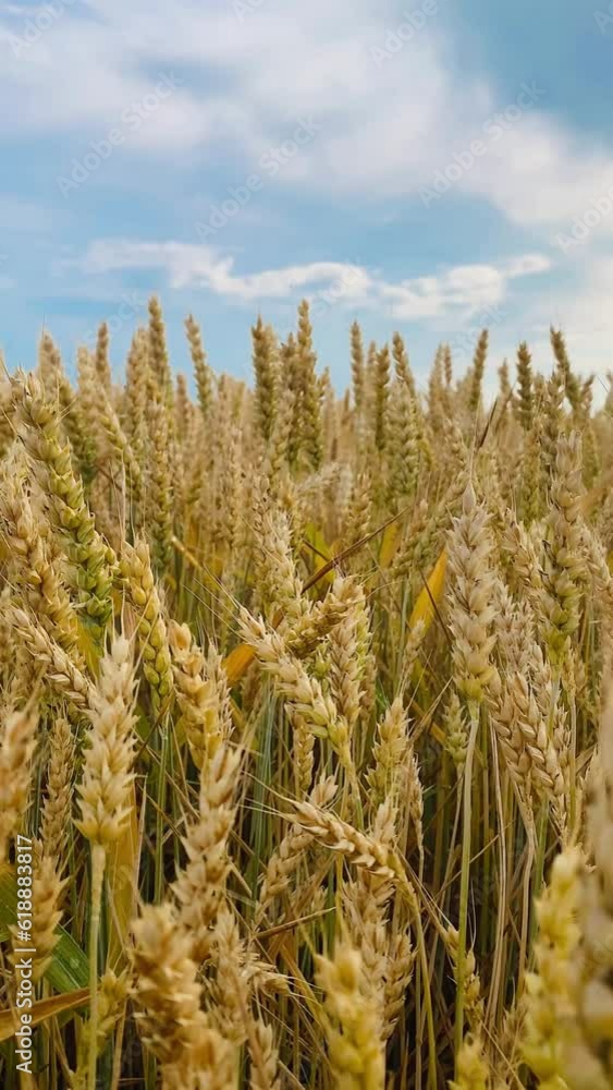 a field of yellow ears on the background of a blue sky, wheat, growing cereals and agricultural crops, farming, bread, field, harvesting a field of yellow ears on the background of a blue sky, wheat, growing cereals and agricultural crops, farming, bread, field, harvesting