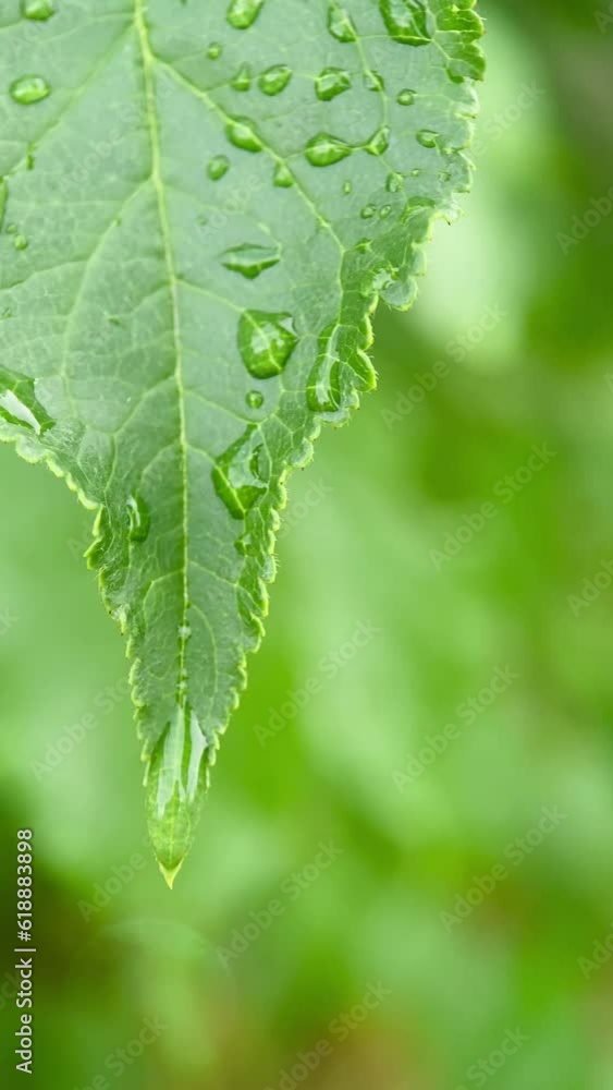 macro green leaf with drops of water, dew, after rain macro green leaf with drops of water, dew, after rain