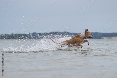 splashing water with dog