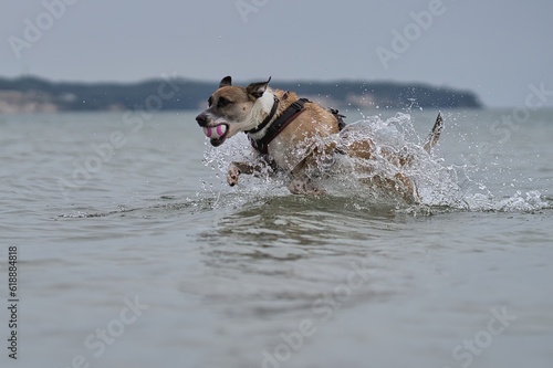 Hund spielt mit  Ball in Schnauze im Wasser