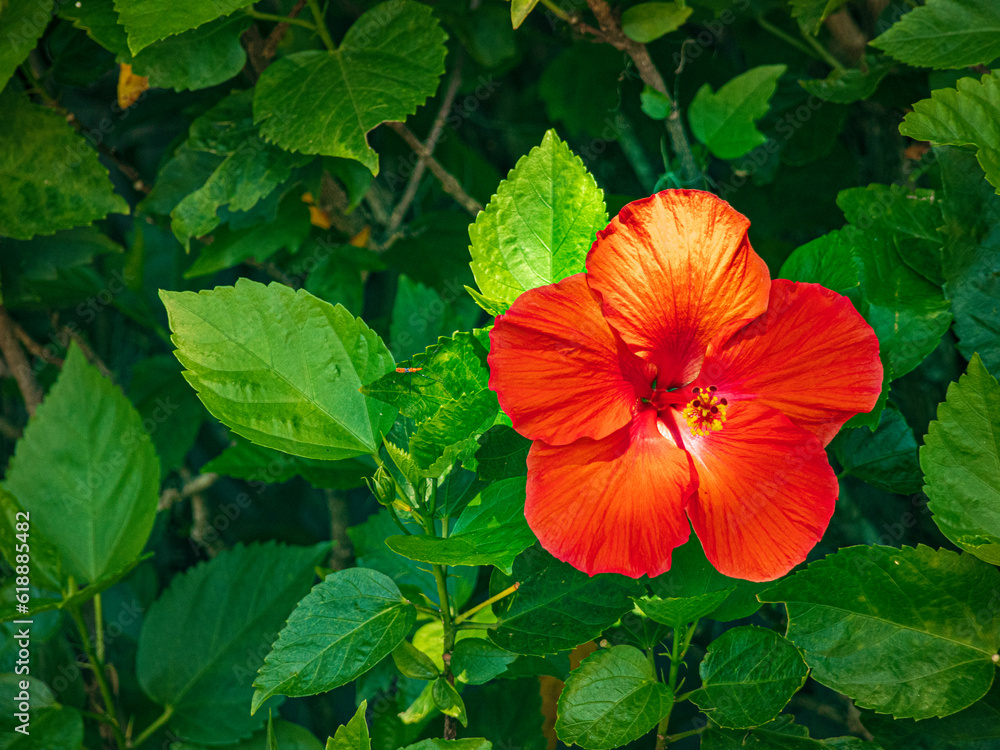Single red tropical hibiscus flower blooming with green leaf background. Single red tropical hibiscus flower blooming with green leaf background.