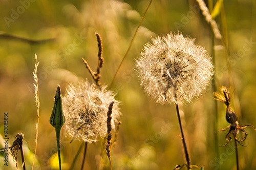 Große Pusteblume im Sonnenlicht