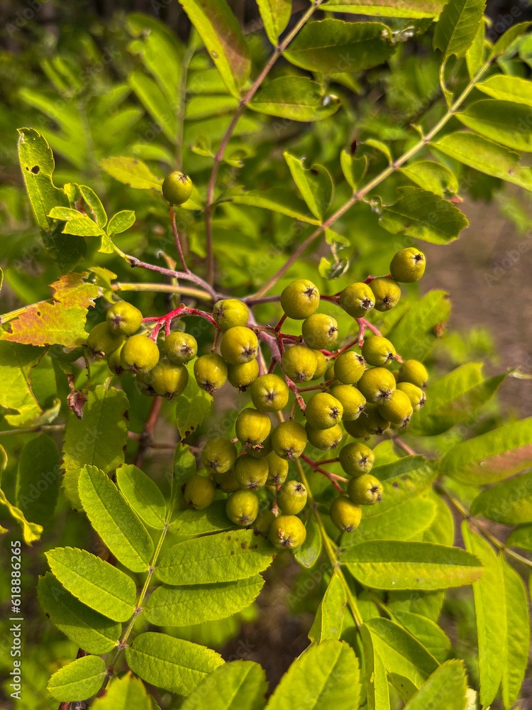 immature rowan berries on a tree in summer immature rowan berries on a tree in summer