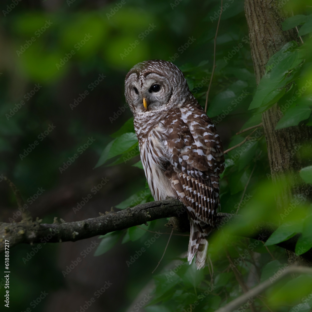 Fototapeta premium Owl perching