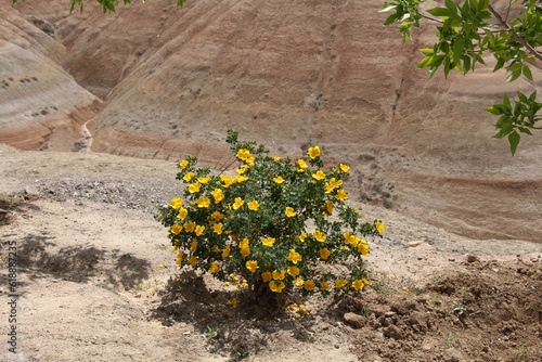Bright yellow flowers in summer