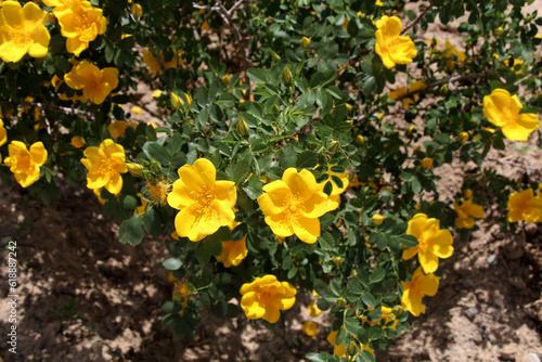 Bright yellow flowers in summer