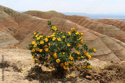 Bright yellow flowers in summer