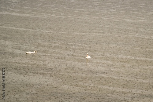 Zwei Schwäne auf dem Meer