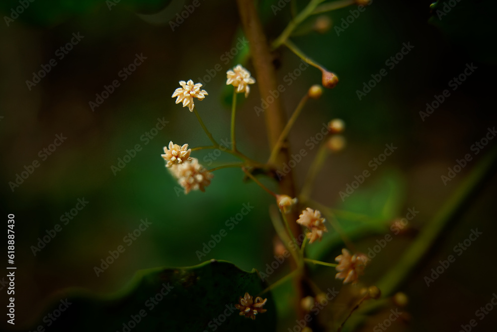 Amborella trichopoda is understory shrub or small tree endemic to island Grande Terre of New Caledonia in Pacific Ocean, Amborellaceae, sister group to all other flowering plants Amborella trichopoda is understory shrub or small tree endemic to island Grande Terre of New Caledonia in Pacific Ocean, Amborellaceae, sister group to all other flowering plants