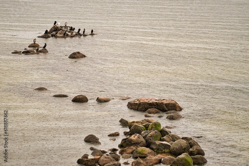 Kormorane auf Felsen im Meer