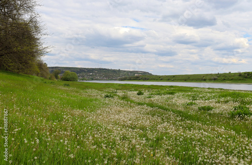 Glade of white dandelions near the river.