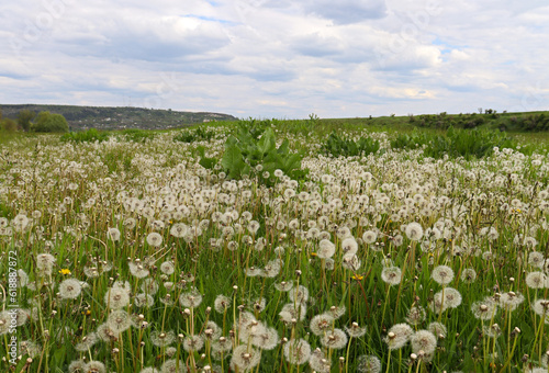 Glade of white dandelions