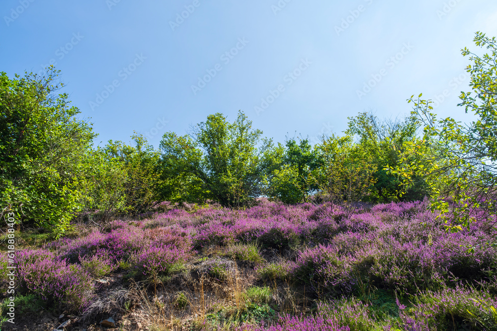 Hike through the blooming heath landscape near Neu Bamberg/Germany in Rheinhessen Hike through the blooming heath landscape near Neu Bamberg/Germany in Rheinhessen