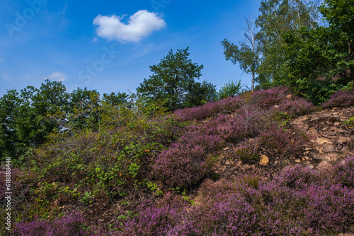 Hike through the blooming heath landscape near Neu Bamberg/Germany in Rheinhessen