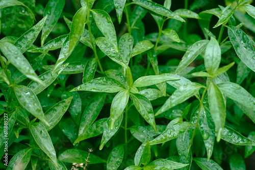 Closeup of Green chiretta (Andrographis paniculata) plant, popularly known as Kalmegh in Bengali language and is being used as medicinal plant from age old days in Indian Subcontinent.