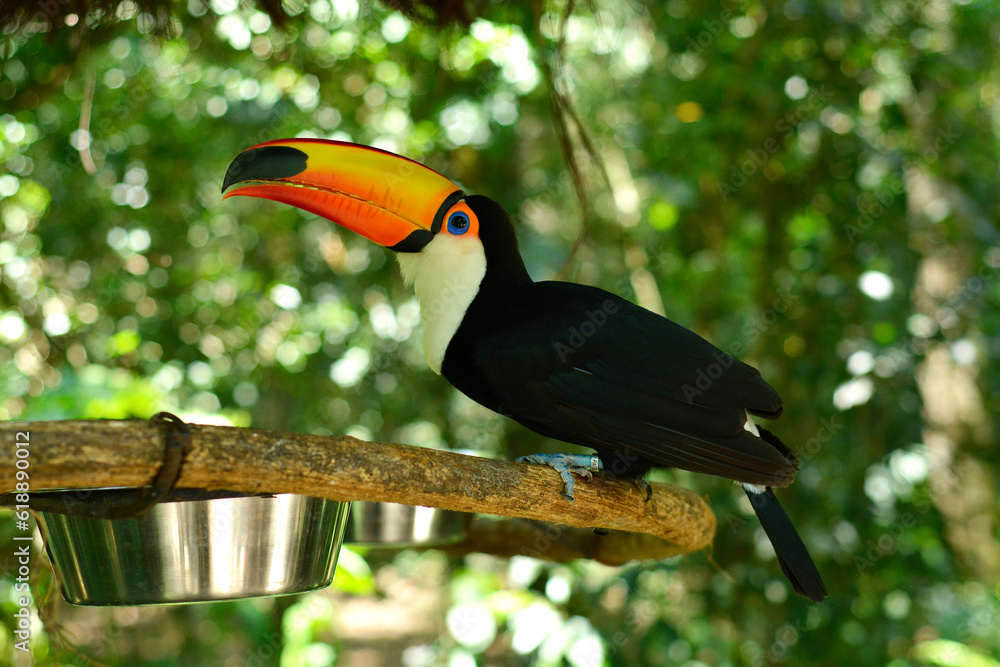 Fototapeta premium Tucano brasileiro em area de preservação ambiental