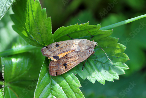 Large yellow underwing (Noctua pronuba). The caterpillars of this species are dangerous pests of many crops and garden plants. photo