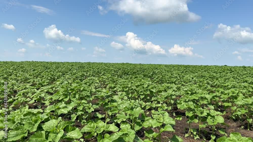 Green stem and lush leaves of sunflower ripening against the background of field and blue sky with clouds. Cultivation of oil crops, topic of agriculture. Green stem and lush leaves of sunflower ripening against the background of field and blue sky with clouds. Cultivation of oil crops, topic of agriculture.