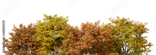 Fotografi Vibrant autumnal trees jungle lined landscaping isolate backgrounds 3d render pn