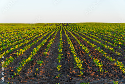 Fresh green sprouts of sugar beet. Sugar beet field with rows of beet plants. Growing vegetables