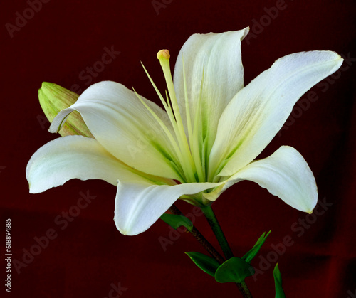 lily flower growing on black background