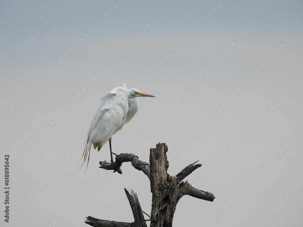 Great egret perched on a withered tree branch at the Bombay Hook National Wildlife Refuge, Kent County, Delaware. Great egret perched on a withered tree branch at the Bombay Hook National Wildlife Refuge, Kent County, Delaware.