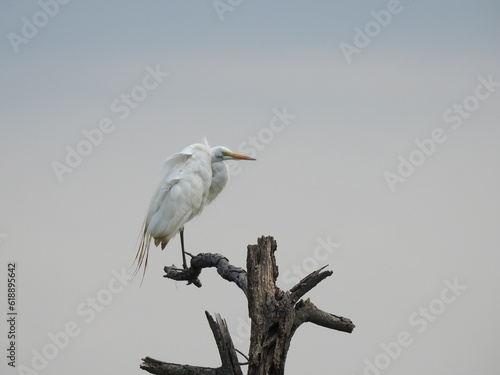 Great egret perched on a withered tree branch at the Bombay Hook National Wildlife Refuge  Kent County  Delaware.