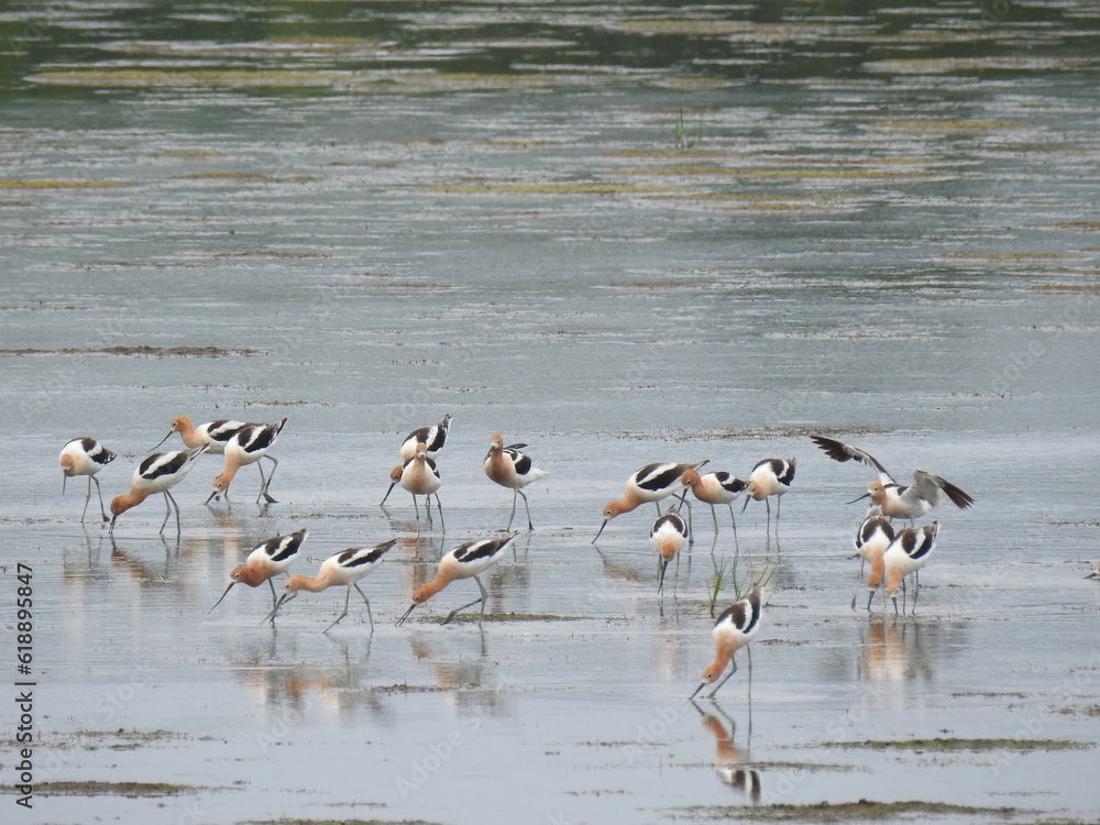 A group of American avocets enjoying a beautiful summer day at the Bombay Hook National Wildlife Refuge, Kent County, Delaware.