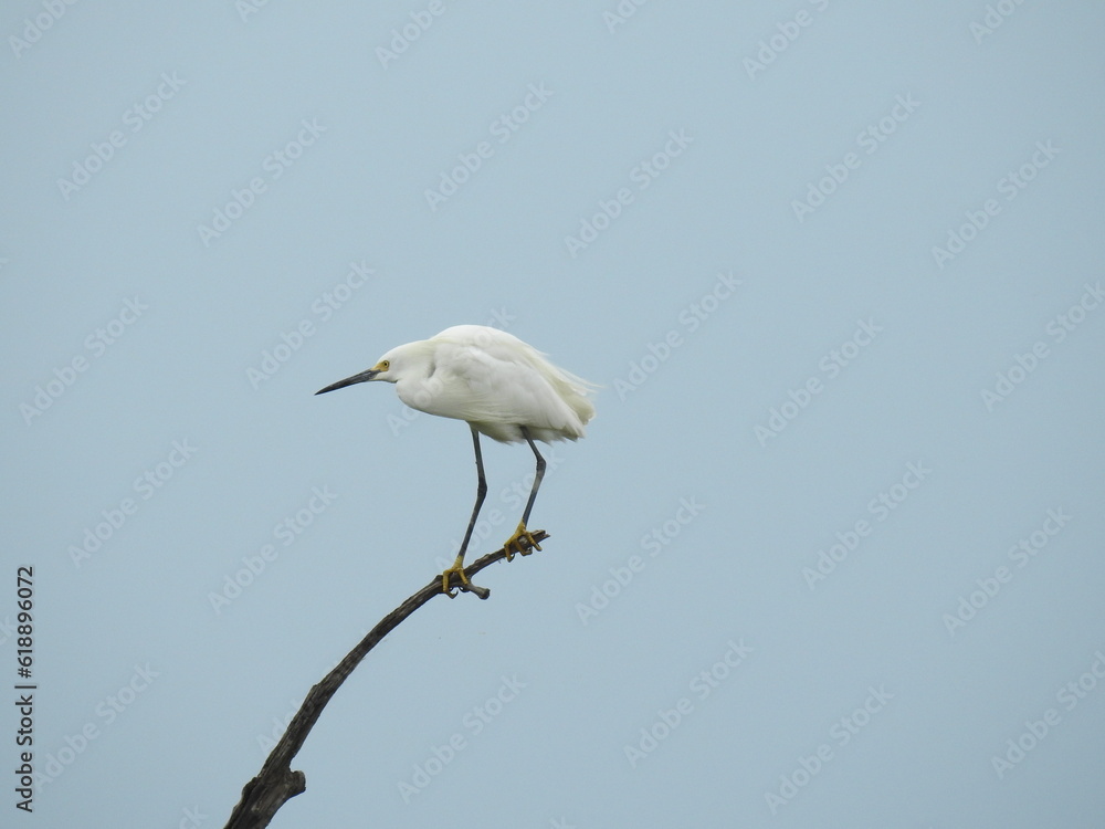 A snowy egret perched on a branch at the Bombay Hook National Wildlife Refuge, Kent County, Delaware. A snowy egret perched on a branch at the Bombay Hook National Wildlife Refuge, Kent County, Delaware.